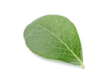 Bir yeşil yaban mersini yaprağı beyaza izole edilmiş