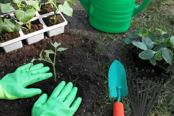 Vrouw Dragen Tuinieren Handschoenen Planten Uit Plastic Container Grond Buiten — Stockfoto