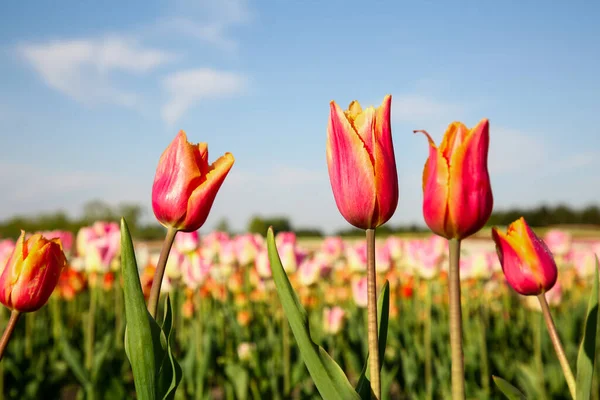 Beautiful Colorful Tulip Flowers Growing Field Sunny Day Closeup — Stock Photo, Image