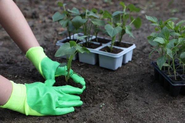 Woman wearing gardening gloves transplanting seedling from plastic container in soil outdoors, closeup. Space for text