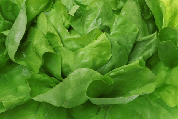 Fresh green butter lettuce as background, closeup