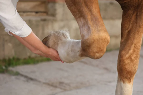 Mężczyzna Badający Końską Nogę Zewnątrz Zbliżenie Opieka Nad Zwierzętami — Zdjęcie stockowe