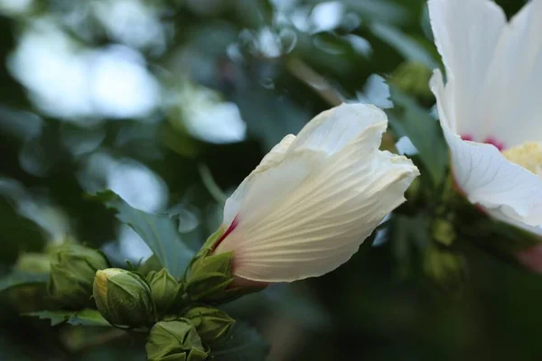 Όμορφο Λευκό Λουλούδι Ιβίσκου Αυξάνεται Εξωτερικούς Χώρους Closeup — Φωτογραφία Αρχείου