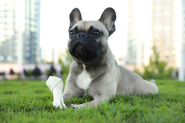 Cute French bulldog with bone treat on grass outdoors. Lovely pet