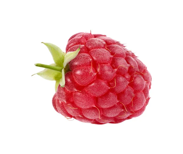 One Tasty Fresh Raspberry Isolated White — Stock Photo, Image
