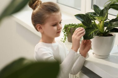 Evdeki pencere pervazında bitkilerin yapraklarını pamukla silen tatlı küçük kız. Ev dekorasyonu