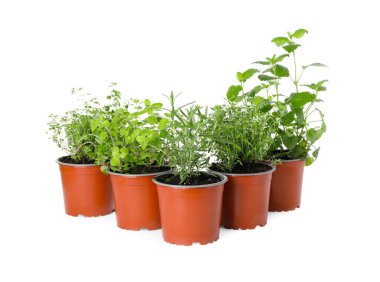 Beyaz arka planda farklı aromatik saksı bitkileri