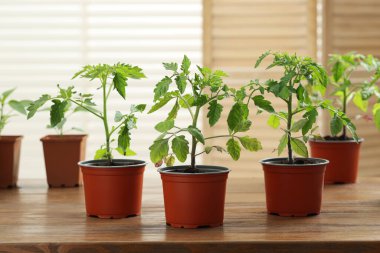 Tohumlar plastik kaplarda yetişiyor ve ahşap masa içinde toprak var.