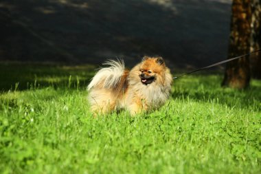 Yeşil çimlerin üzerinde tasması olan sevimli Pomeranya Spitz 'i. Köpek gezdirme