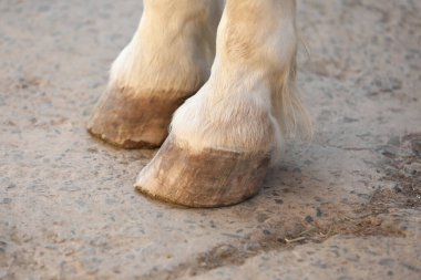 Açık havada beton üzerinde sevimli bir at, yakın plan. Sevimli evcil hayvan