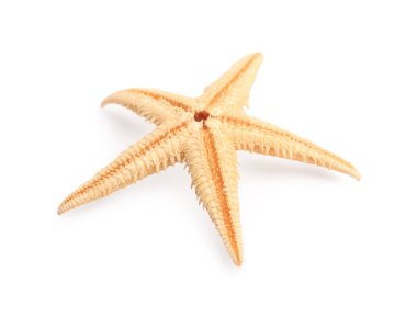 Güzel deniz yıldızı (denizyıldızı) beyaz üzerinde izole
