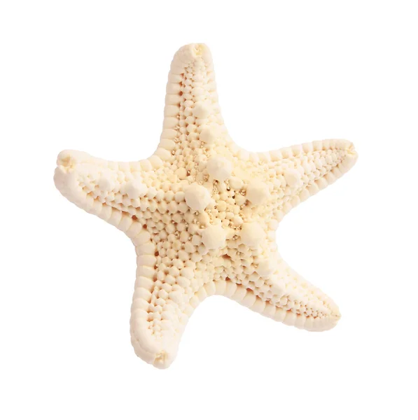 Hermosa Estrella Mar Estrella Mar Aislada Blanco —  Fotos de Stock