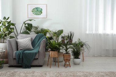 Rahat koltuğu ve güzel çiçekleri olan şık bir oda. İç tasarım