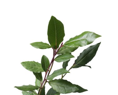 Taze körfez yaprakları beyaz arkaplanda