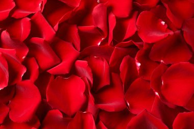 Arka plan olarak güzel kırmızı gül yaprakları, üst manzara