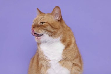 Şirin kedi leylak arka planda kendini yalıyor.