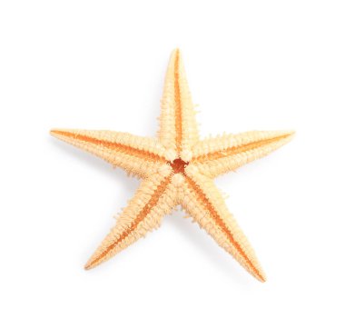 Güzel deniz yıldızı (denizyıldızı) beyaz, üst görünümde izole