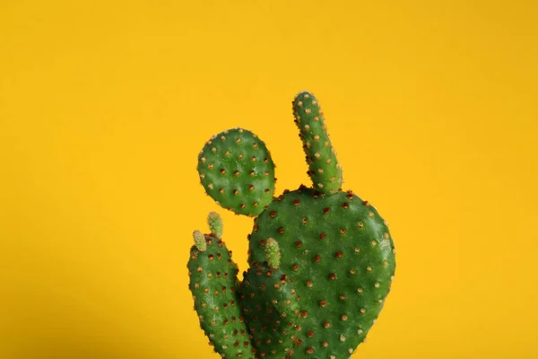 Krásné Zelené Exotické Kaktus Žlutém Pozadí — Stock fotografie