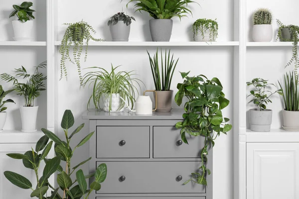 Plantas Interior Verdes Macetas Regadera Cerca Pared Blanca —  Fotos de Stock
