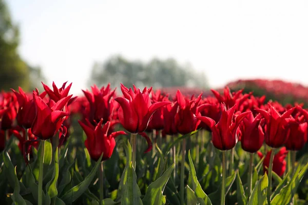 Lindas Flores Tulipa Vermelha Crescendo Campo Dia Ensolarado Close — Fotografia de Stock
