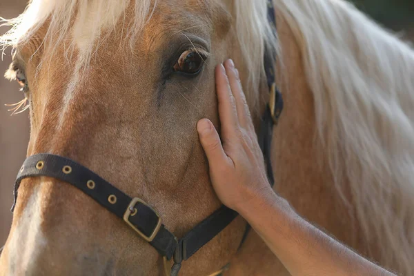 屋外で愛らしい馬を飼っている男 クローズアップ 愛らしい家畜ペット — ストック写真