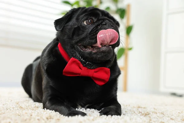 Cute Pug dog with red bow tie on neck in room