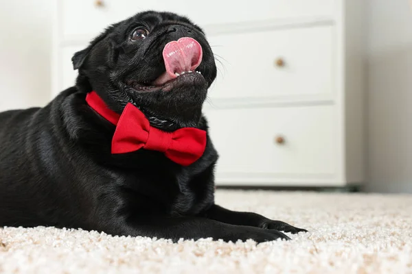 Cute Pug dog with red bow tie on neck in room, space for text