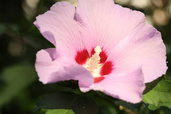 Цветок Розового Гибискуса Растущий Открытом Воздухе — стоковое фото