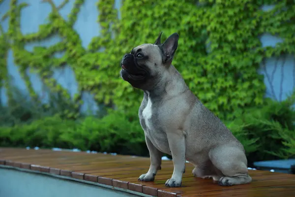 Aranyos Francia Bulldog Padon Szabadban Hely Szövegnek Szép Kisállat — Stock Fotó