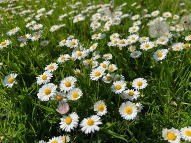 Güzel beyaz papatya çiçekleri ve çayırlarda yetişen yeşil çimenler.