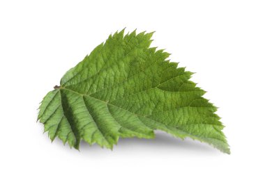 Beyaza izole edilmiş taze bir böğürtlen yaprağı