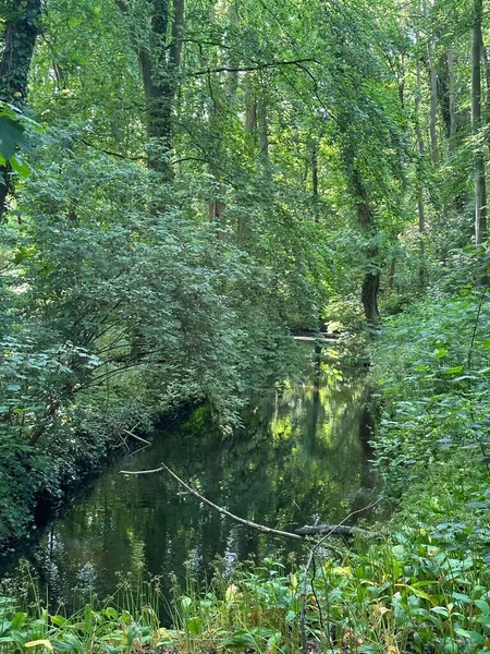 Étang Entouré Arbres Verts Dans Forêt — Photo