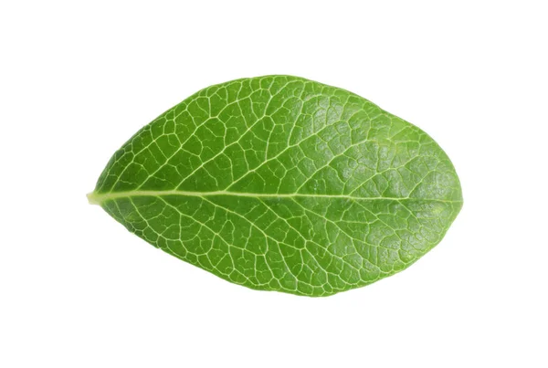 Jeden Zielony Liść Borówki Odizolowany Białym — Zdjęcie stockowe