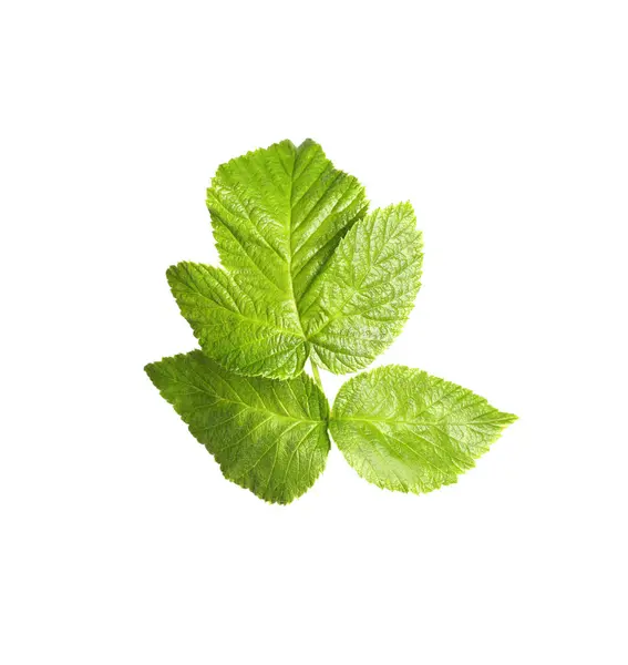 Fresh Green Blackberry Leaves Isolated White — Stock Photo, Image