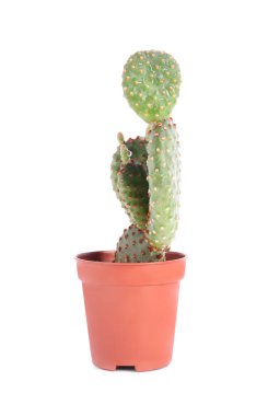 Beyaz tenceredeki güzel yeşil egzotik kaktüs.