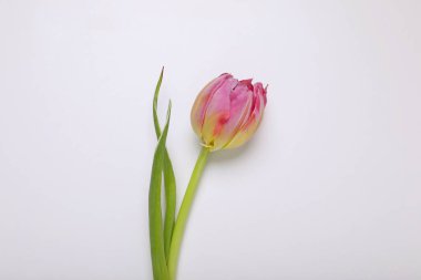 Beyaz arka planda pembe bir lale, üst manzara.