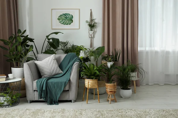 Stilvolles Zimmer Mit Bequemen Sesseln Und Schönen Zimmerpflanzen Innenarchitektur — Stockfoto