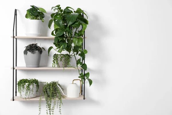 Grüne Zimmerpflanzen Töpfen Und Gießkanne Regal Neben Weißer Wand Platz — Stockfoto