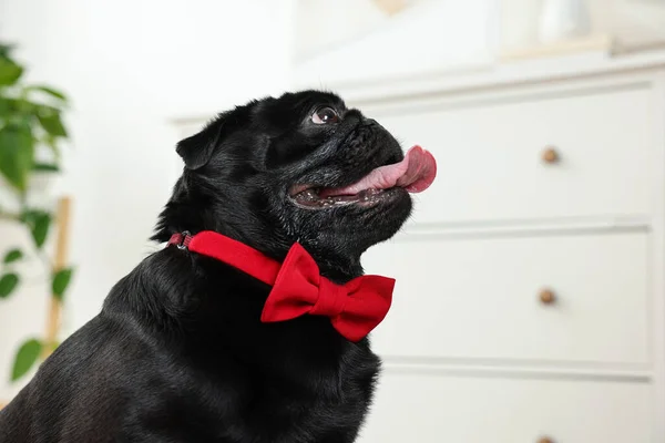 Cute Pug dog with red bow tie on neck in room, space for text