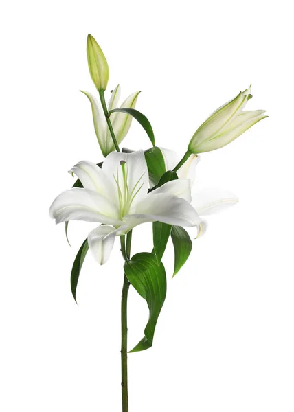 白で隔離された美しい新鮮なユリの植物 — ストック写真