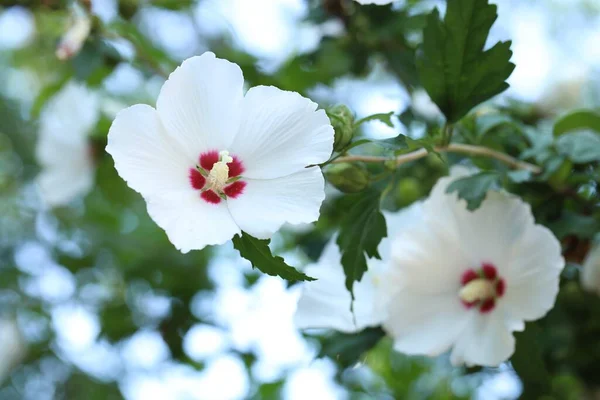 屋外で育つ美しいハイビスカスの花 クローズアップビュー — ストック写真