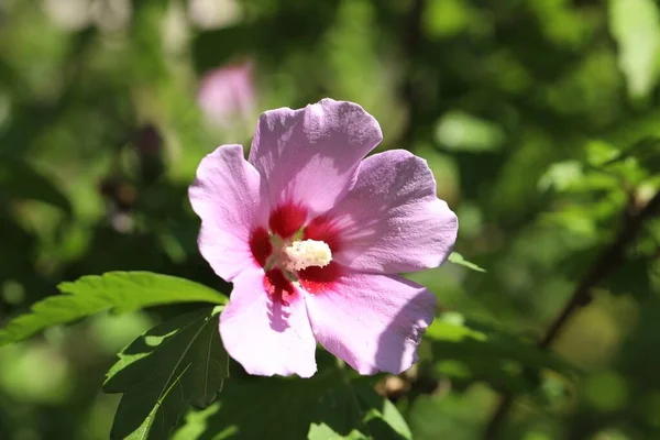Belle Fleur Hibiscus Poussant Extérieur Vue Rapprochée — Photo