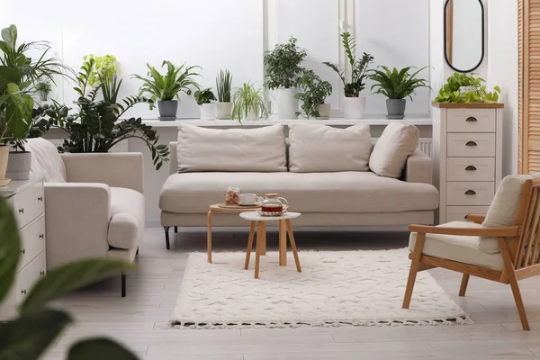 Habitación Elegante Con Diferentes Plantas Verdes Maceta Cómodo Sofá Diseño — Foto de Stock