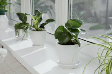 Pencere kenarında büyüyen bir sürü güzel saksı bitkisi var.