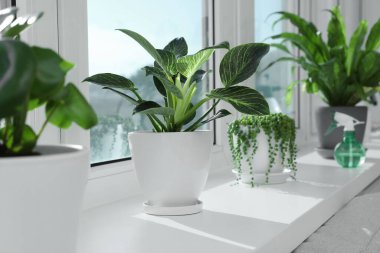 Pencere kenarında büyüyen bir sürü güzel saksı bitkisi var.