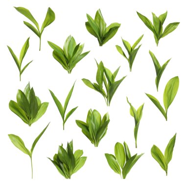 Beyaz arka planda yeşil yapraklı vadi zambakları.