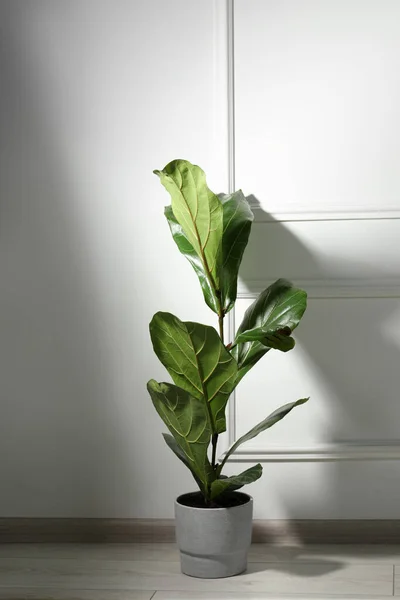 stock image Potted ficus on floor near white wall indoors. Beautiful houseplant