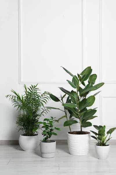 Muitas Plantas Sala Diferentes Vasos Chão Perto Parede Branca Dentro — Fotografia de Stock