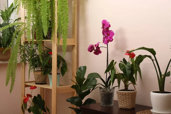 Krásné Pokojové Rostliny Květináčích Dekor Domu — Stock fotografie