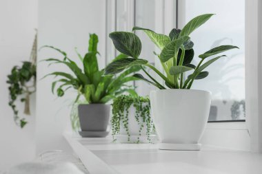 Pencere kenarında büyüyen bir sürü güzel saksı bitkisi var.
